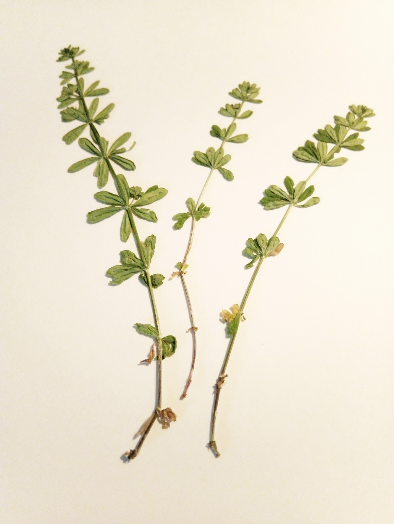 galium sylvaticum L. - caglio dei boschi